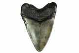 Juvenile Megalodon Tooth - South Carolina #164945-2